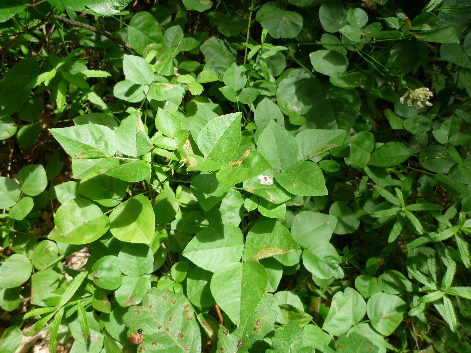 High Resolution Rupertia physodes Leaf